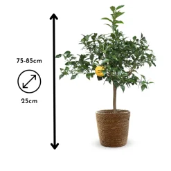 ATTITUDE JARDIN - Citronnier yuzu avec panier en jonc de mer - agrume méditerranéen - arbre fruitier - ↕ 75-85 cm - ⌀ 25 cm