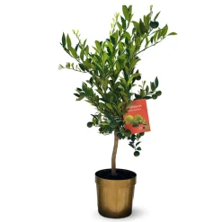 ATTITUDE JARDIN - Citronnier pursha - citrus limetta - agrume méditerranéen - arbre fruitier - ↕ 75-85 cm - ⌀ 22 cm