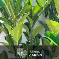 ATTITUDE JARDIN - Citronnier pursha - citrus limetta - agrume méditerranéen - arbre fruitier - ↕ 75-85 cm - ⌀ 22 cm