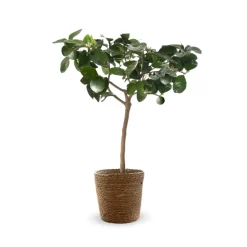 ATTITUDE JARDIN - Citronnier vert avec panier en jonc de mer - lime de Tahiti - agrume méditerranéen - arbre fruitier - ↕ 75-85 cm - ⌀ 25 cm