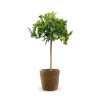 ATTITUDE JARDIN - Clémentinier avec panier en jonc de mer - agrume méditerranéen - arbre fruitier - ↕ 75-85 cm - ⌀ 22 cm