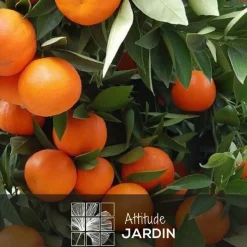 ATTITUDE JARDIN - Clémentinier avec panier en jonc de mer - agrume méditerranéen - arbre fruitier - ↕ 75-85 cm - ⌀ 22 cm