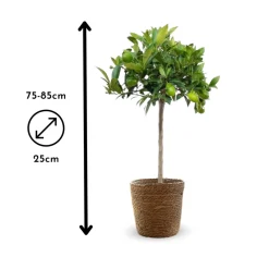 ATTITUDE JARDIN - Clémentinier avec panier en jonc de mer - agrume méditerranéen - arbre fruitier - ↕ 75-85 cm - ⌀ 22 cm