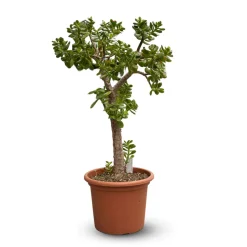 ATTITUDE JARDIN - Crassula ovata - arbre de jade - ↕ 80-90 cm - ⌀ 30 cm - cactus et plantes grasses