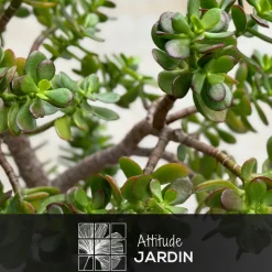 ATTITUDE JARDIN - Crassula ovata - arbre de jade - ↕ 80-90 cm - ⌀ 30 cm - cactus et plantes grasses