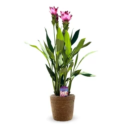 ATTITUDE JARDIN - Curcuma alismatifolia avec panier en jonc de mer - curcuma d'ornement - ↕ 70-80 cm - ⌀ 16 cm - plante d'intérieur