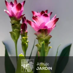 ATTITUDE JARDIN - Curcuma alismatifolia avec panier en jonc de mer - curcuma d'ornement - ↕ 70-80 cm - ⌀ 16 cm - plante d'intérieur