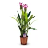ATTITUDE JARDIN - Curcuma alismatifolia - curcuma d'ornement - ↕ 70-80 cm - ⌀ 16 cm - plante d'intérieur
