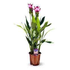 ATTITUDE JARDIN - Curcuma alismatifolia - curcuma d'ornement - ↕ 70-80 cm - ⌀ 16 cm - plante d'intérieur