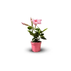 ATTITUDE JARDIN - Dipladenia - plante fleurie - ↕ 20-30 cm - ⌀ 10,5 cm - plante d'intérieur & extérieur - fleur rose
