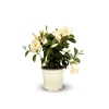 ATTITUDE JARDIN - Dipladenia touffe - plante fleurie - ↕ 40-50 cm - ⌀ 17 cm - plante d'intérieur & extérieur - fleur blanche