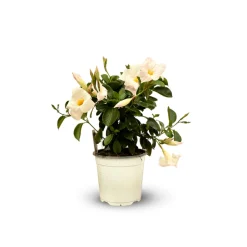 ATTITUDE JARDIN - Dipladenia touffe - plante fleurie - ↕ 40-50 cm - ⌀ 17 cm - plante d'intérieur & extérieur - fleur blanche