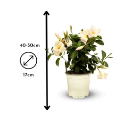 ATTITUDE JARDIN - Dipladenia touffe - plante fleurie - ↕ 40-50 cm - ⌀ 17 cm - plante d'intérieur & extérieur - fleur blanche