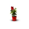 ATTITUDE JARDIN - Dipladenia - plante fleurie - ↕ 20-30 cm - ⌀ 10,5 cm - plante d'intérieur & extérieur - fleur rouge