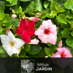 ATTITUDE JARDIN - Dipladenia - plante fleurie - ↕ 20-30 cm - ⌀ 10,5 cm - plante d'intérieur & extérieur - fleur rouge