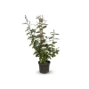 ATTITUDE JARDIN - Eleagnus ebbingei- plantes de haies - ↕ 50-60 cm - ⌀ 20 cm - plante d'extérieur