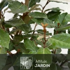 ATTITUDE JARDIN - Eleagnus ebbingei- plantes de haies - ↕ 50-60 cm - ⌀ 20 cm - plante d'extérieur