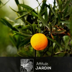 ATTITUDE JARDIN - Eremorange - agrume méditerranéen - arbre fruitier - ↕ 75-85 cm - ⌀ 22 cm