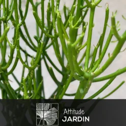 ATTITUDE JARDIN - Euphorbia tirucalli - plante crayon - ↕ 80-90 cm - ⌀ 25 cm - cactus et plantes grasses