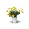ATTITUDE JARDIN - Euryops - plante fleurie - ↕ 40-50 cm - ⌀ 18 cm - plante d'extérieur