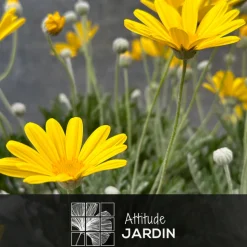 ATTITUDE JARDIN - Euryops - plante fleurie - ↕ 40-50 cm - ⌀ 18 cm - plante d'extérieur