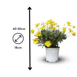 ATTITUDE JARDIN - Euryops - plante fleurie - ↕ 40-50 cm - ⌀ 18 cm - plante d'extérieur