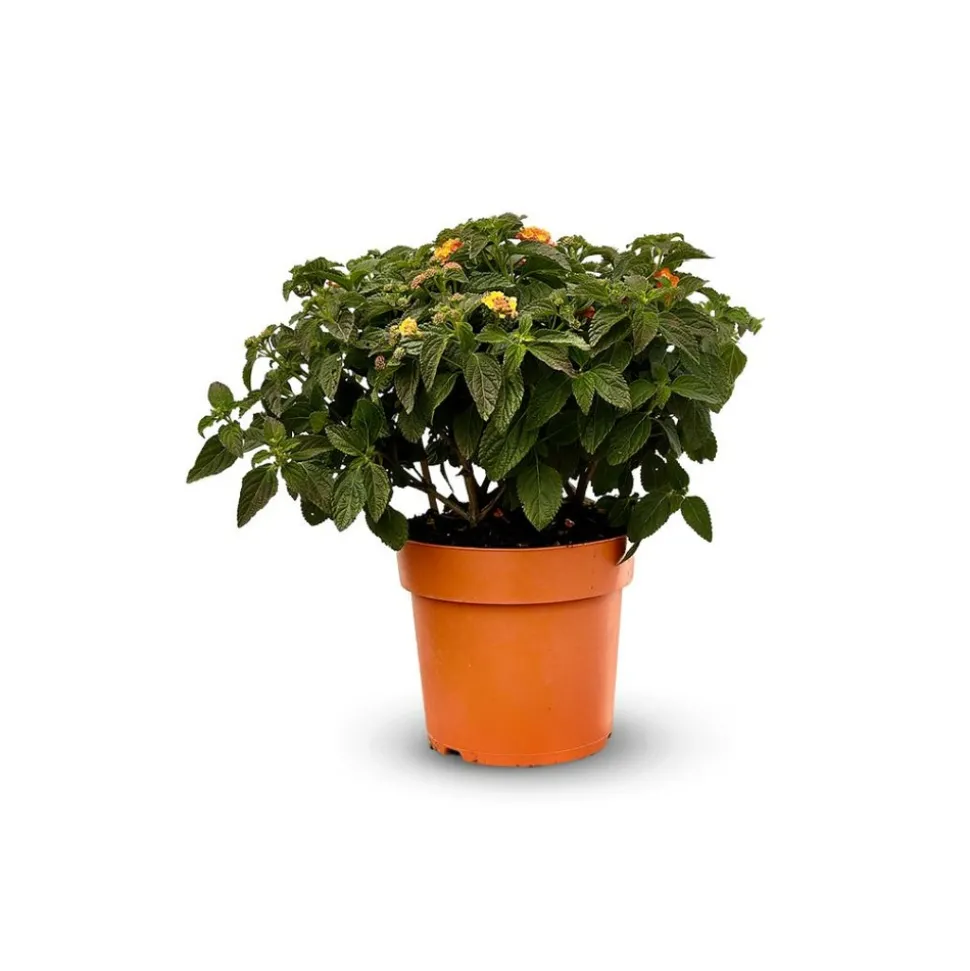 ATTITUDE JARDIN - Lantana touffe - plante fleurie - ↕ 45-55 cm - ⌀ 22 cm - plante d'extérieur