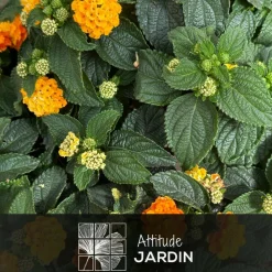 ATTITUDE JARDIN - Lantana touffe - plante fleurie - ↕ 45-55 cm - ⌀ 22 cm - plante d'extérieur