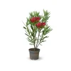 ATTITUDE JARDIN - Laurier rose nain - nerium oleander nana - ↕ 70-80 cm - ⌀ 19 cm - plante d'extérieur - fleur rouge