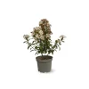 ATTITUDE JARDIN - Laurier tin - viburnum tinus - ↕ 50-60 cm - ⌀ 20 cm - plante d'extérieur
