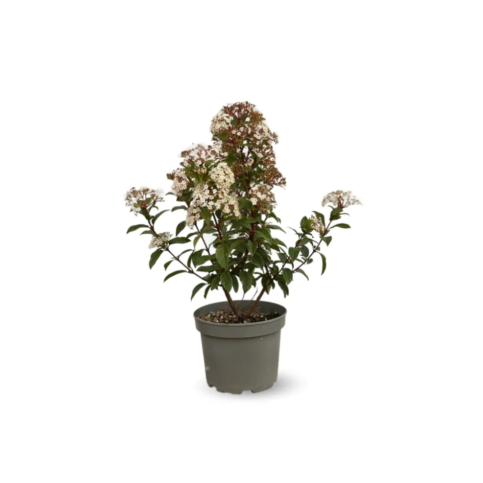 ATTITUDE JARDIN - Laurier tin - viburnum tinus - ↕ 50-60 cm - ⌀ 20 cm - plante d'extérieur
