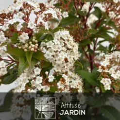 ATTITUDE JARDIN - Laurier tin - viburnum tinus - ↕ 50-60 cm - ⌀ 20 cm - plante d'extérieur