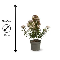 ATTITUDE JARDIN - Laurier tin - viburnum tinus - ↕ 50-60 cm - ⌀ 20 cm - plante d'extérieur