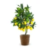 ATTITUDE JARDIN - Limequat avec panier en jonc de mer - agrume méditerranéen - arbre fruitier - ↕ 75-85 cm - ⌀ 25 cm