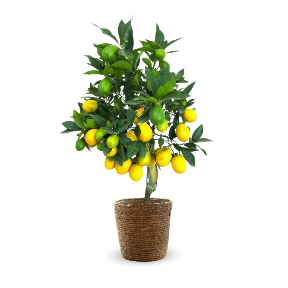 ATTITUDE JARDIN - Limequat avec panier en jonc de mer - agrume méditerranéen - arbre fruitier - ↕ 75-85 cm - ⌀ 25 cm