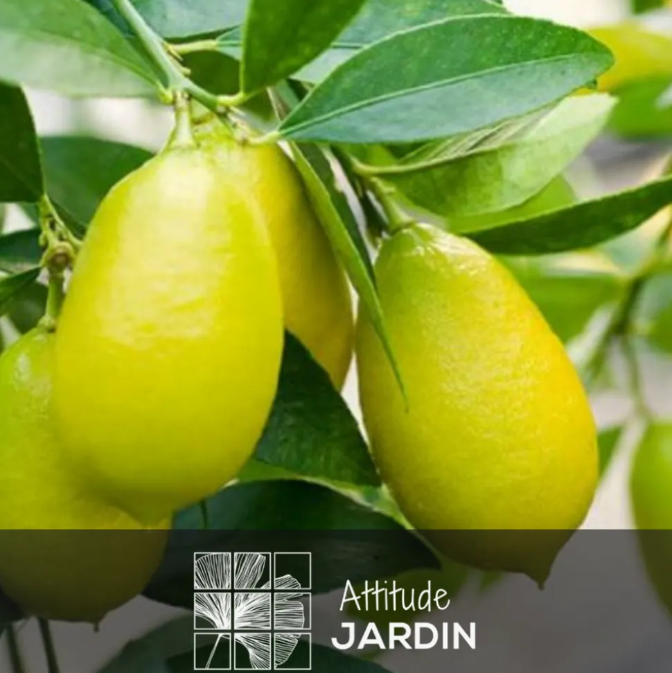 ATTITUDE JARDIN - Limequat avec panier en jonc de mer - agrume méditerranéen - arbre fruitier - ↕ 75-85 cm - ⌀ 25 cm