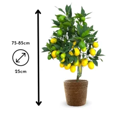ATTITUDE JARDIN - Limequat avec panier en jonc de mer - agrume méditerranéen - arbre fruitier - ↕ 75-85 cm - ⌀ 25 cm