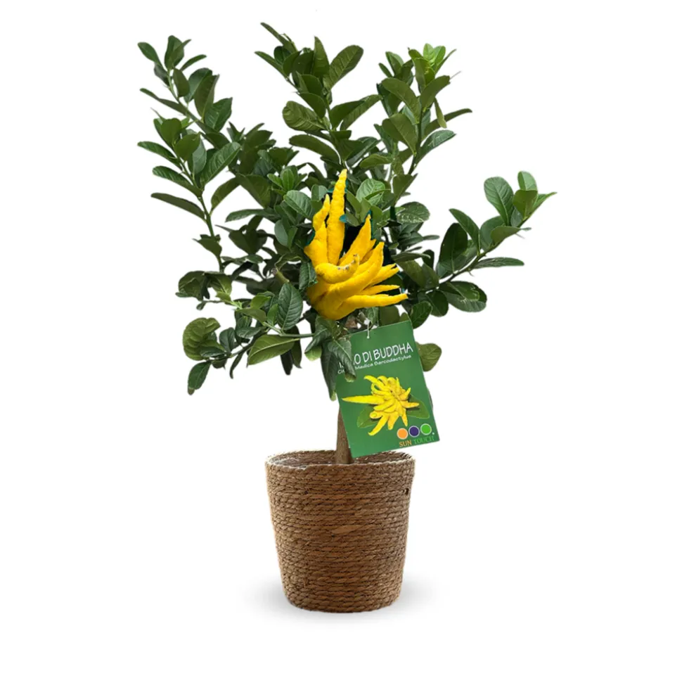 ATTITUDE JARDIN - Main de bouddha avec panier en jonc de mer - agrume méditerranéen - arbre fruitier - ↕ 75-85 cm - ⌀ 25 cm