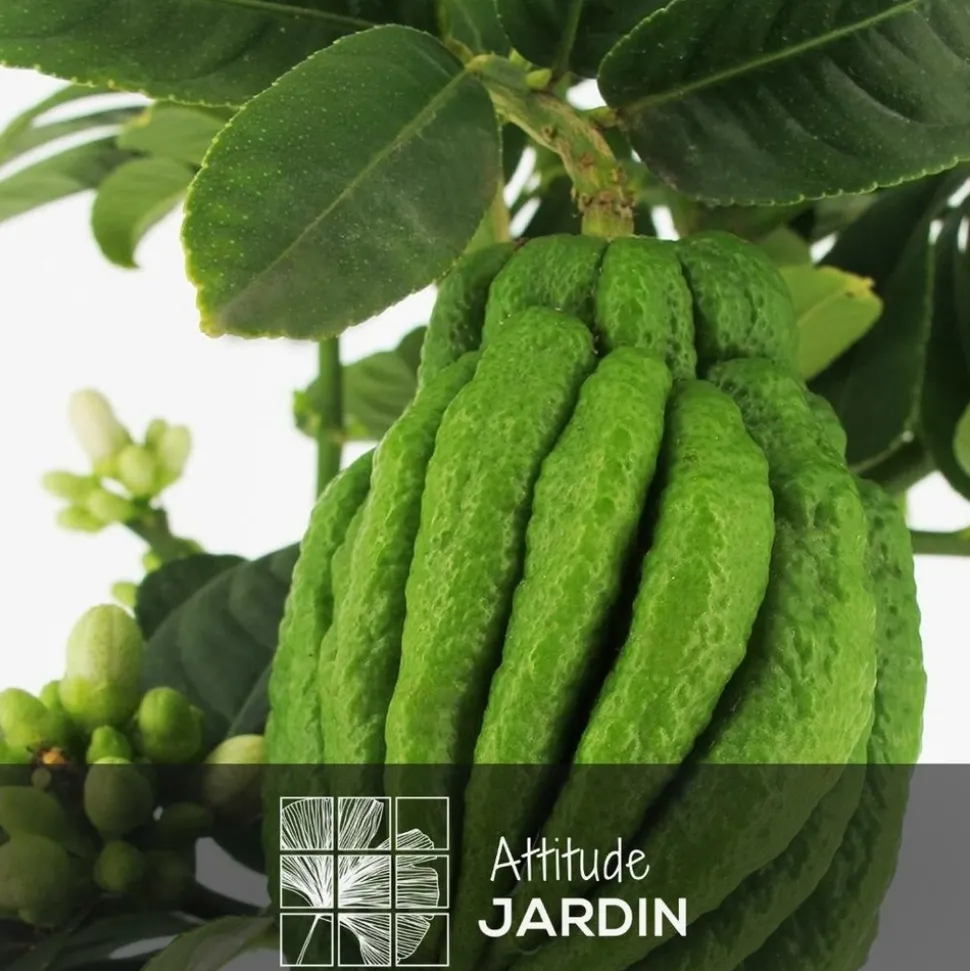 ATTITUDE JARDIN - Main de bouddha avec panier en jonc de mer - agrume méditerranéen - arbre fruitier - ↕ 75-85 cm - ⌀ 25 cm