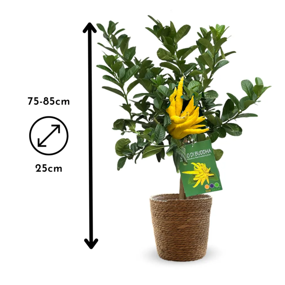 ATTITUDE JARDIN - Main de bouddha avec panier en jonc de mer - agrume méditerranéen - arbre fruitier - ↕ 75-85 cm - ⌀ 25 cm