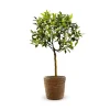 ATTITUDE JARDIN - Mandarinier avec panier en jonc de mer - agrume méditerranéen - arbre fruitier - ↕ 75-85 cm - ⌀ 22 cm