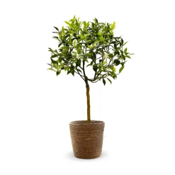 ATTITUDE JARDIN - Mandarinier avec panier en jonc de mer - agrume méditerranéen - arbre fruitier - ↕ 75-85 cm - ⌀ 22 cm