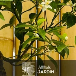 ATTITUDE JARDIN - Mandarinier avec panier en jonc de mer - agrume méditerranéen - arbre fruitier - ↕ 75-85 cm - ⌀ 22 cm