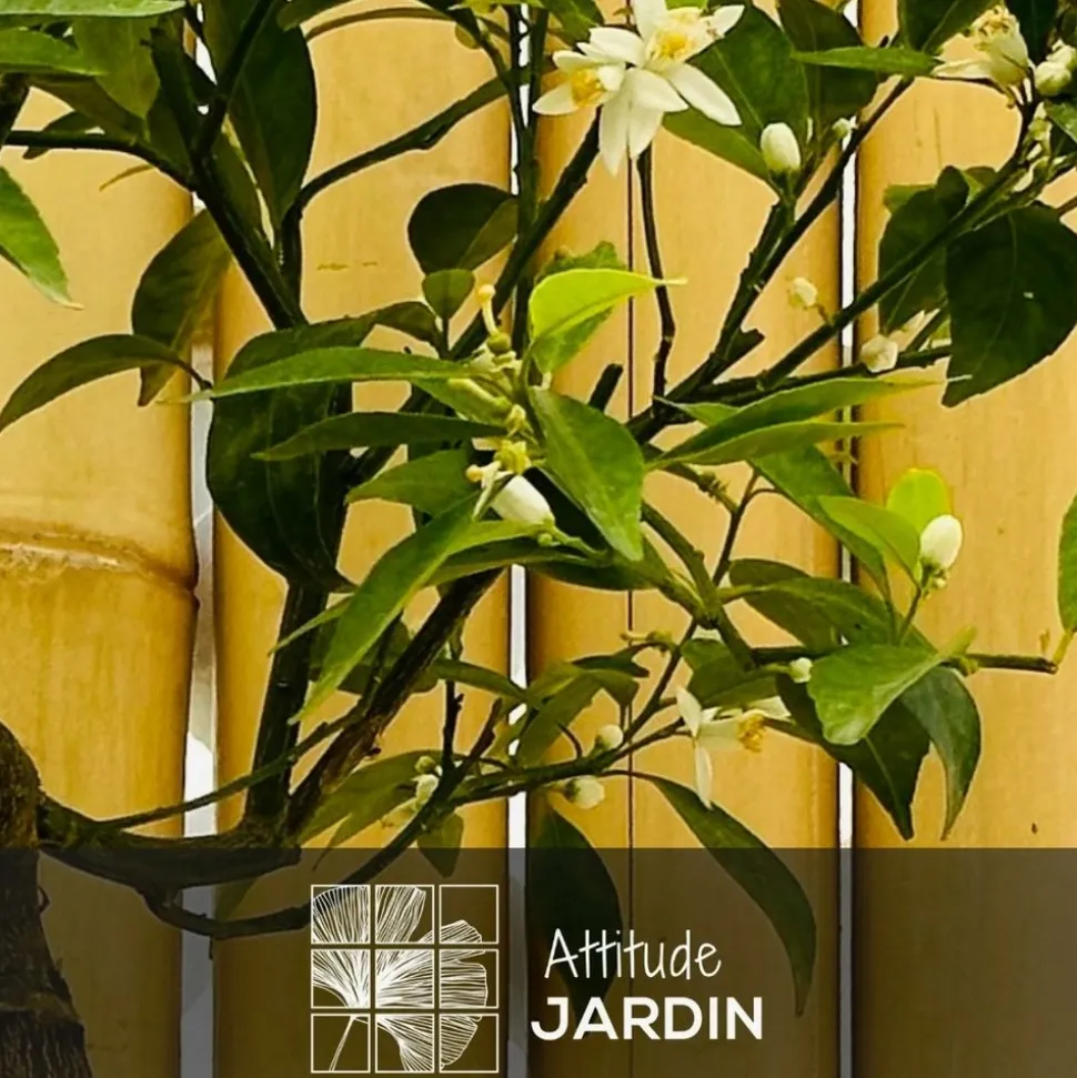 ATTITUDE JARDIN - Mandarinier avec panier en jonc de mer - agrume méditerranéen - arbre fruitier - ↕ 75-85 cm - ⌀ 22 cm