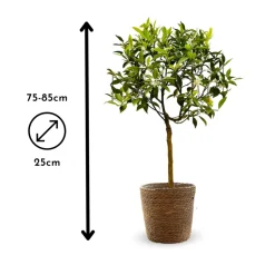 ATTITUDE JARDIN - Mandarinier avec panier en jonc de mer - agrume méditerranéen - arbre fruitier - ↕ 75-85 cm - ⌀ 22 cm