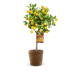 ATTITUDE JARDIN - Mandarinier calamondin avec panier en jonc de mer - agrume méditerranéen - ↕ 75-85 cm - ⌀ 25 cm - agrume d'intérieur