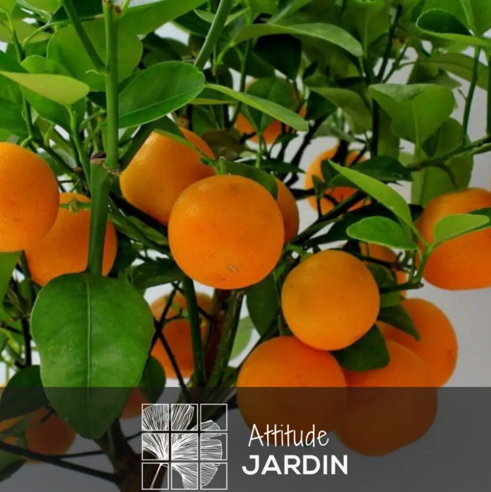 ATTITUDE JARDIN - Mandarinier calamondin avec panier en jonc de mer - agrume méditerranéen - ↕ 75-85 cm - ⌀ 25 cm - agrume d'intérieur