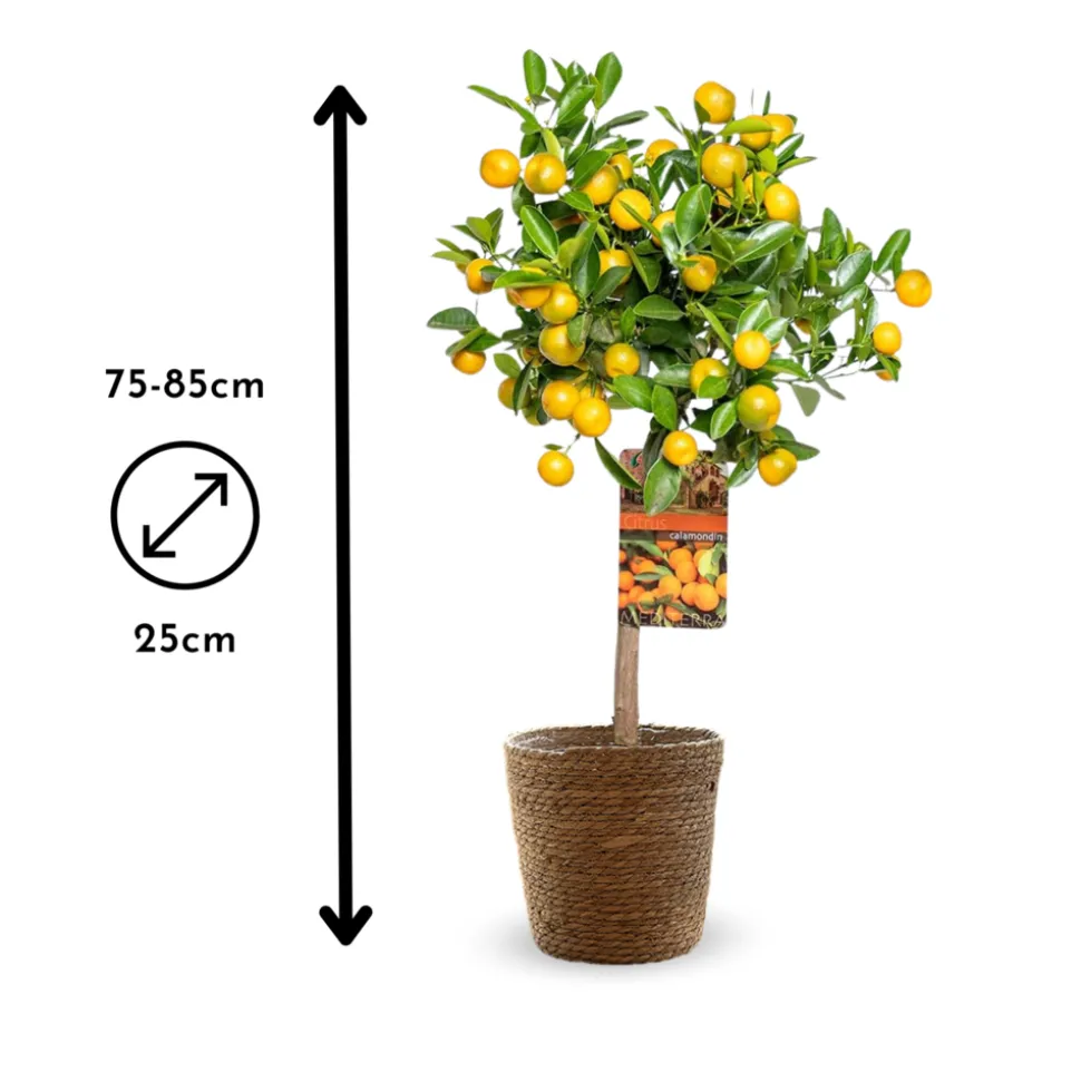 ATTITUDE JARDIN - Mandarinier calamondin avec panier en jonc de mer - agrume méditerranéen - ↕ 75-85 cm - ⌀ 25 cm - agrume d'intérieur