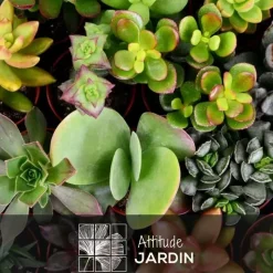 ATTITUDE JARDIN - Mélange de succulentes - plante d'intérieur - ↕ 5-10 cm - ⌀ 5,5 cm - lot de 20 plantes