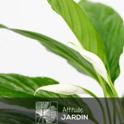 ATTITUDE JARDIN - Mélange de succulentes - plante d'intérieur - ↕ 5-10 cm - ⌀ 5,5 cm - lot de 20 plantes